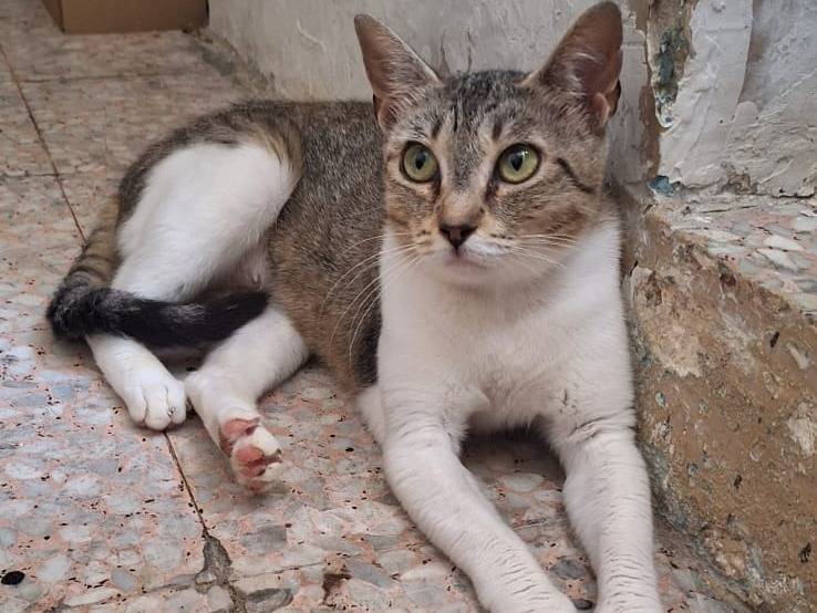 Adotta un gatto, femmina, 1 anno e 2 mesi, Genova