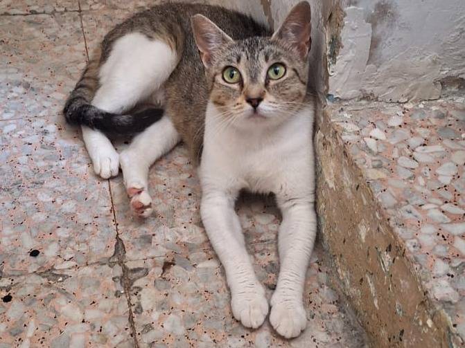 Adotta un gatto, taglia non valida, femmina, Genova