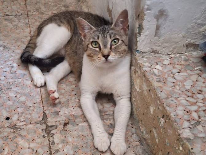 Vuoi adottare un gatto a Genova?