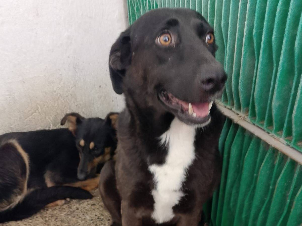 Adozione cane, femmina, Razza sconosciuta Razza sconosciuta, 6 anni e 9 mesi, taglia media, Crotone