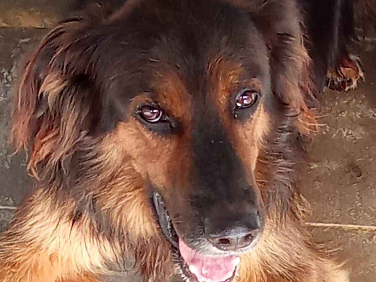 Adozione cane, maschio, Pastore tedesco Setter Inglese, 6 anni e 3 mesi, taglia media, Caserta