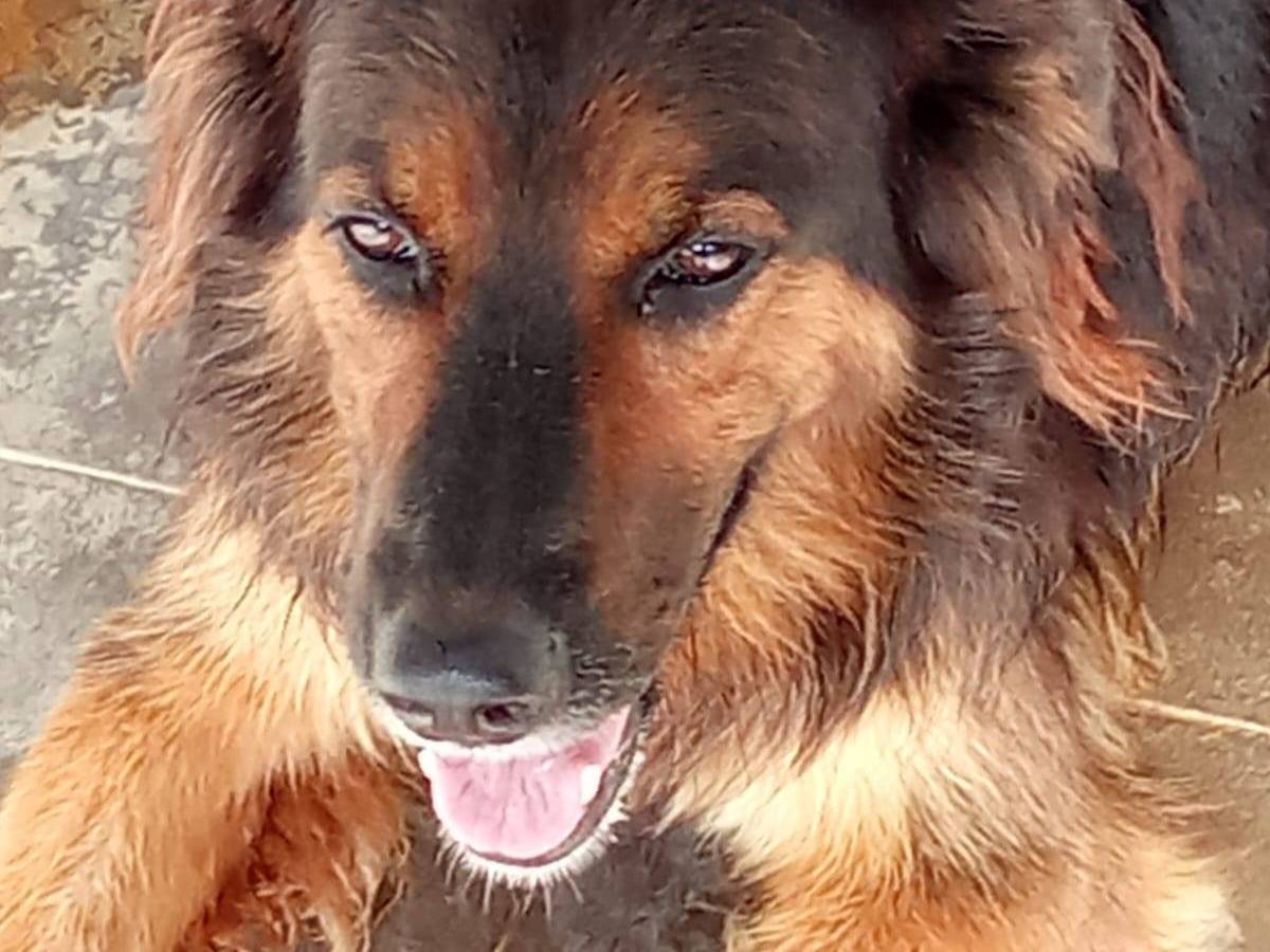 Vuoi adottare un cane a Caserta?