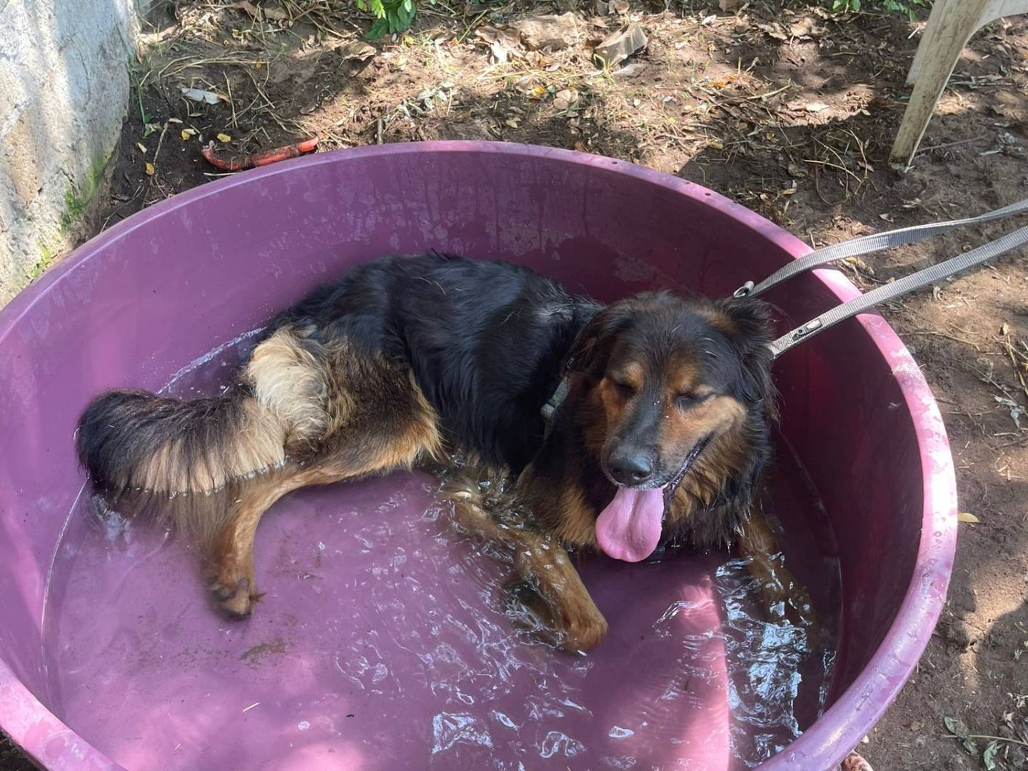 Adotta il cane ROCKY a Caserta
