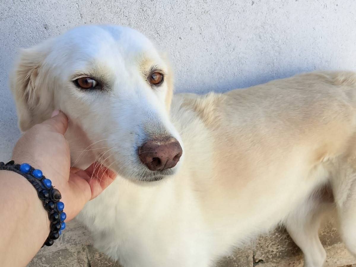 Adozione cane, femmina, Razza sconosciuta Razza sconosciuta, 6 anni e 3 mesi, taglia grande, Crotone