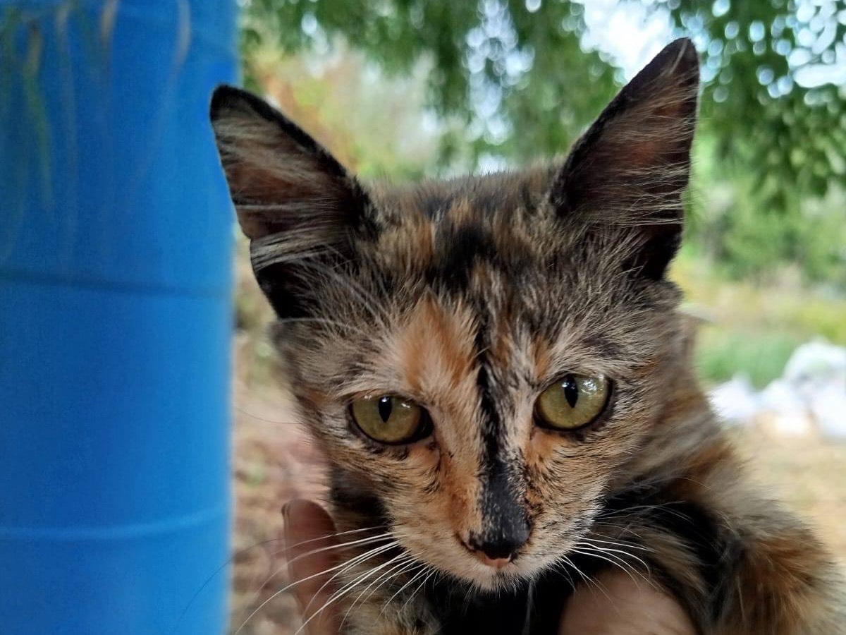 Adozione gatto, femmina, Razza sconosciuta Razza sconosciuta, 4 mesi, taglia non valida, Venezia