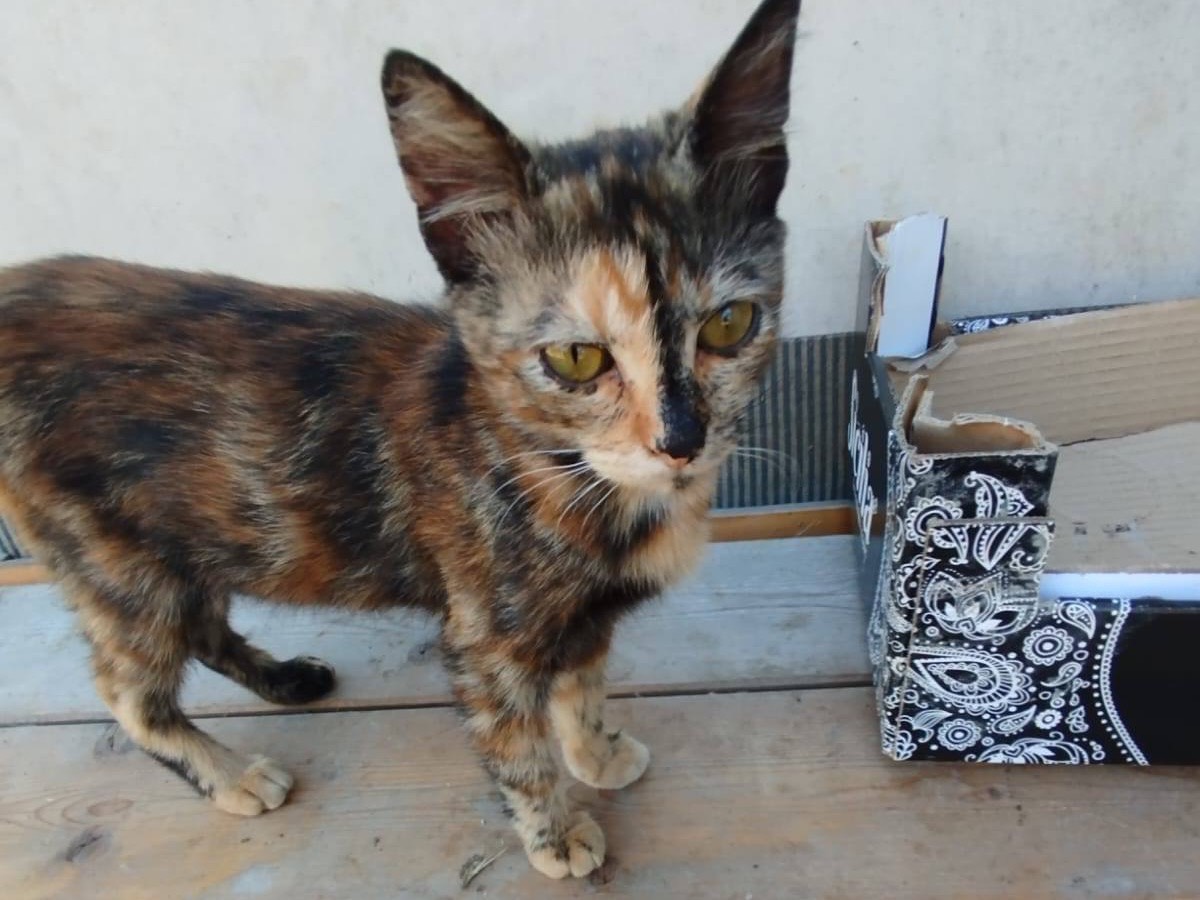 Adotta un gatto, femmina, 4 mesi, Venezia