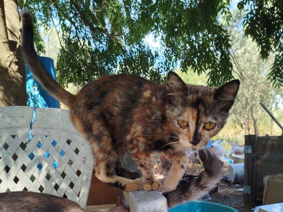 Adotta un gatto, taglia non valida, femmina, Venezia