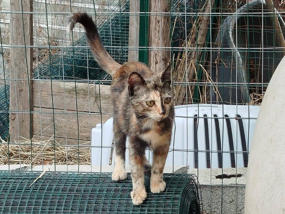 Vuoi adottare un gatto a Venezia?