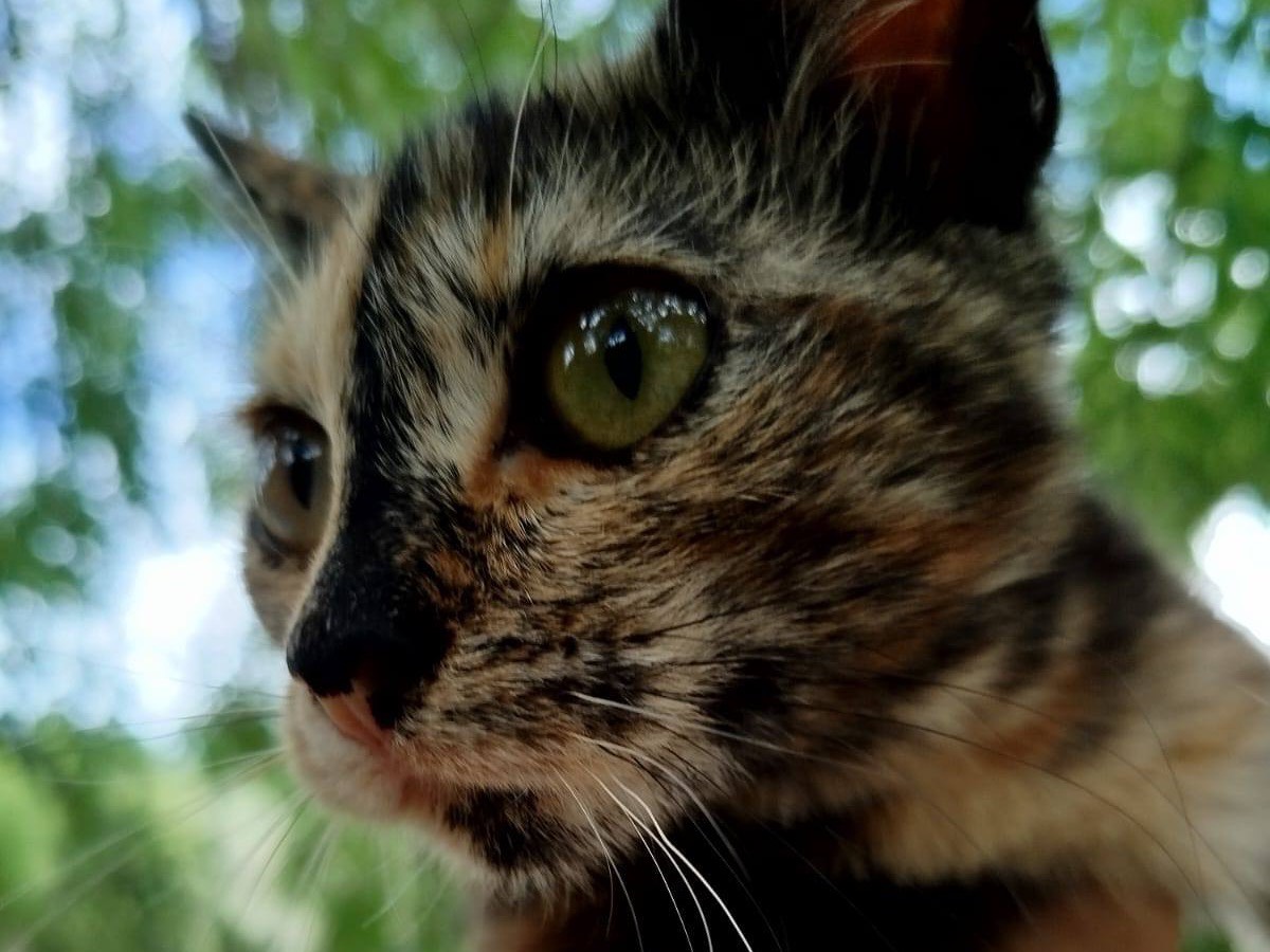 Adotta il gatto Amy a Venezia