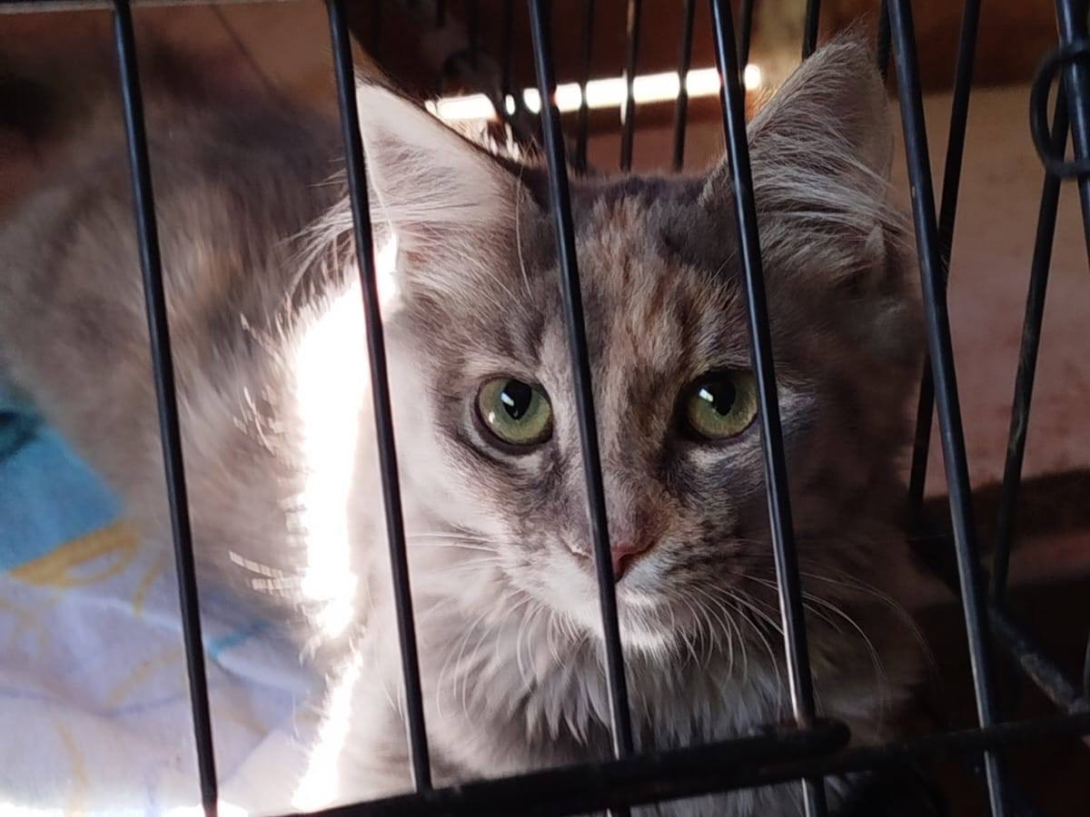 Adozione gatto, femmina, Razza sconosciuta Razza sconosciuta, 5 mesi, taglia non valida, Milano
