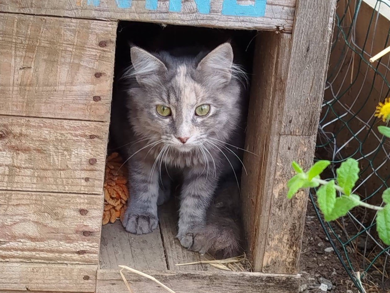 Adotta un gatto, femmina, 5 mesi, Milano