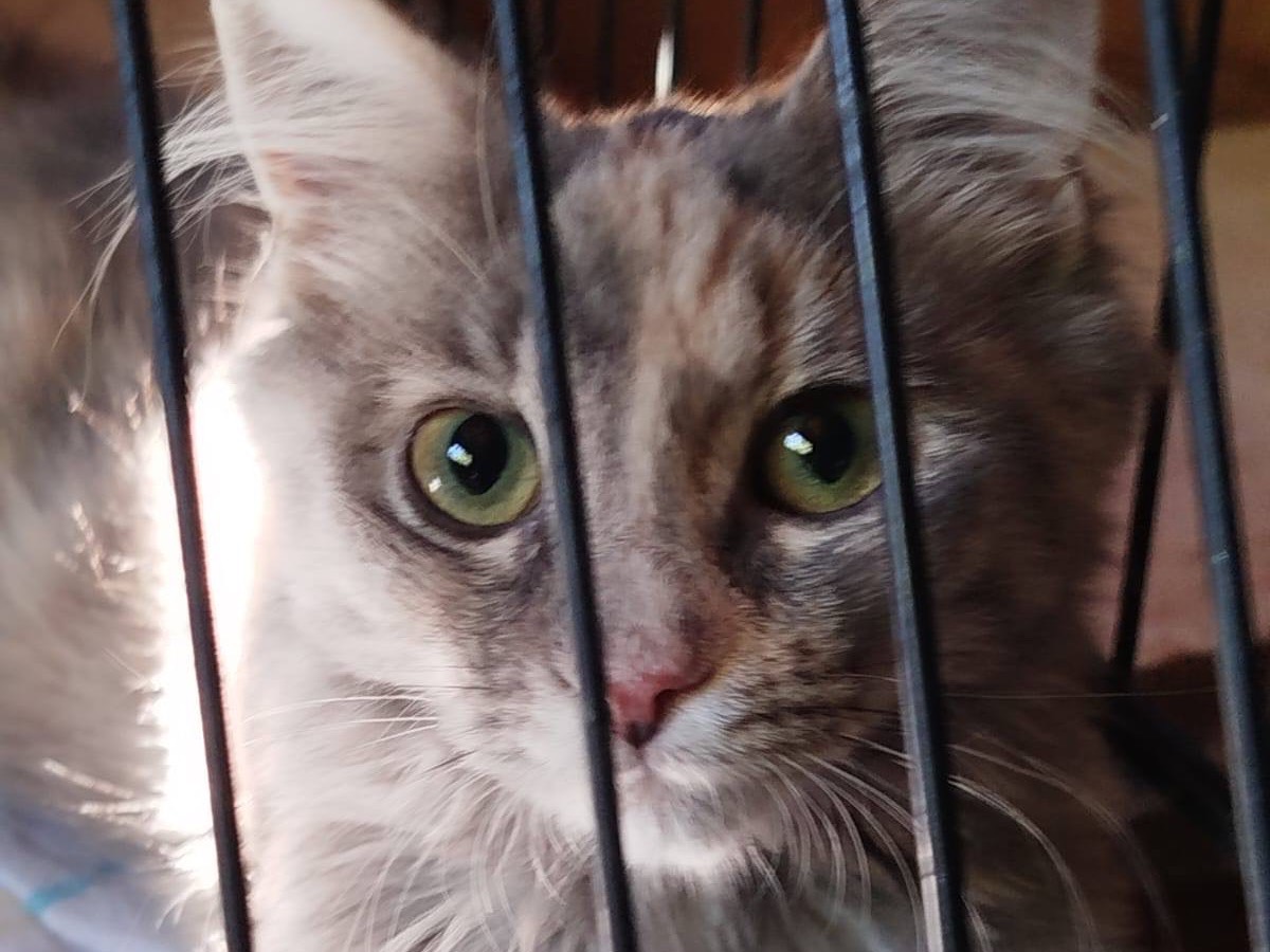 Adotta un gatto, taglia non valida, femmina, Milano