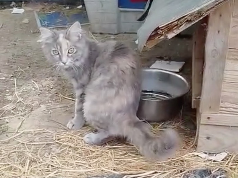 Vuoi adottare un gatto a Milano?