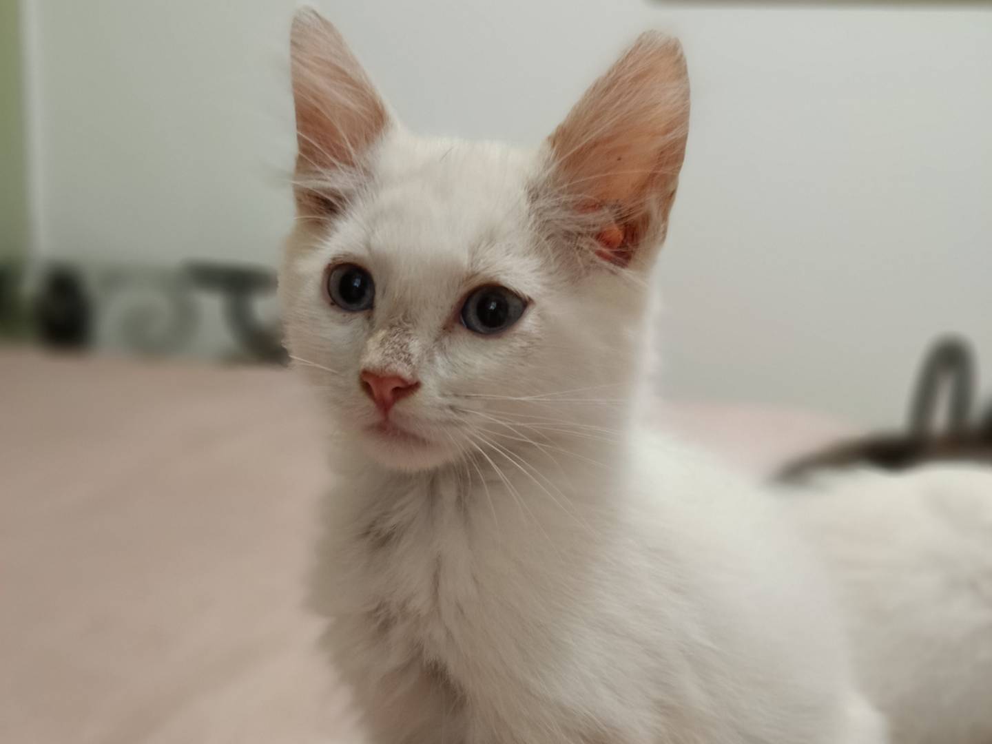 Adozione gatto, maschio, Razza sconosciuta Razza sconosciuta, 1 mesi, taglia non valida, Siracusa