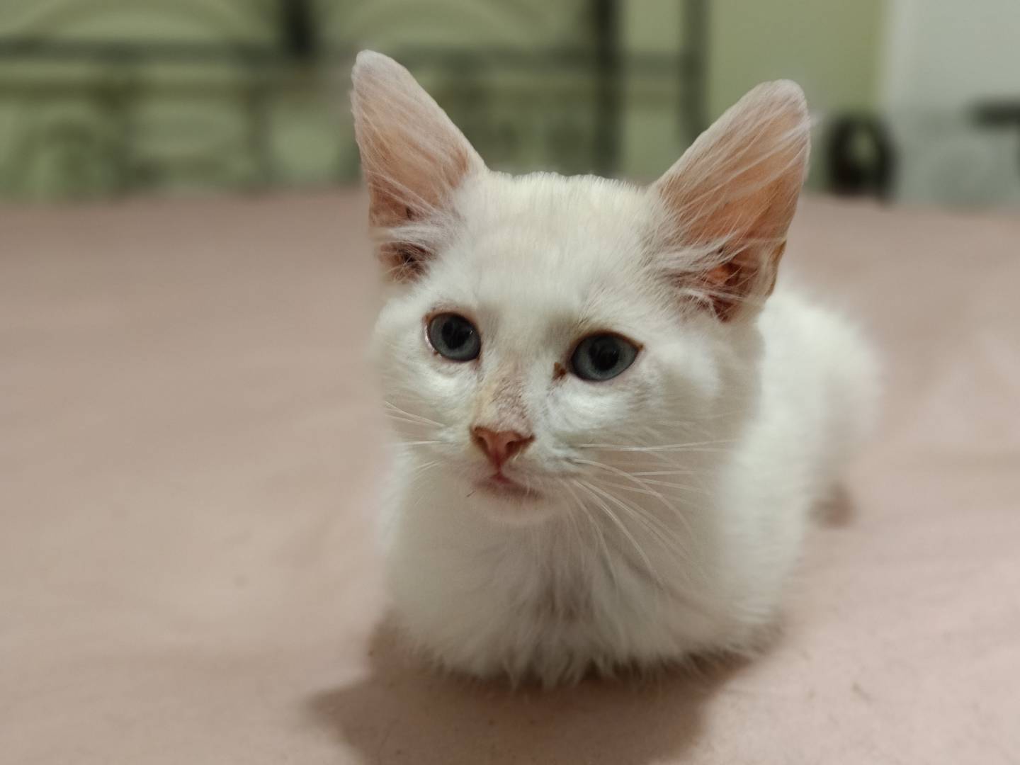 Adotta un gatto, maschio, 1 mesi, Siracusa