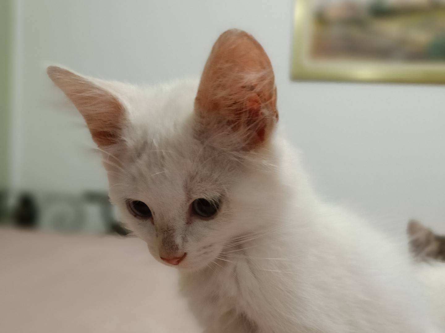 Adotta un gatto, taglia non valida, maschio, Siracusa