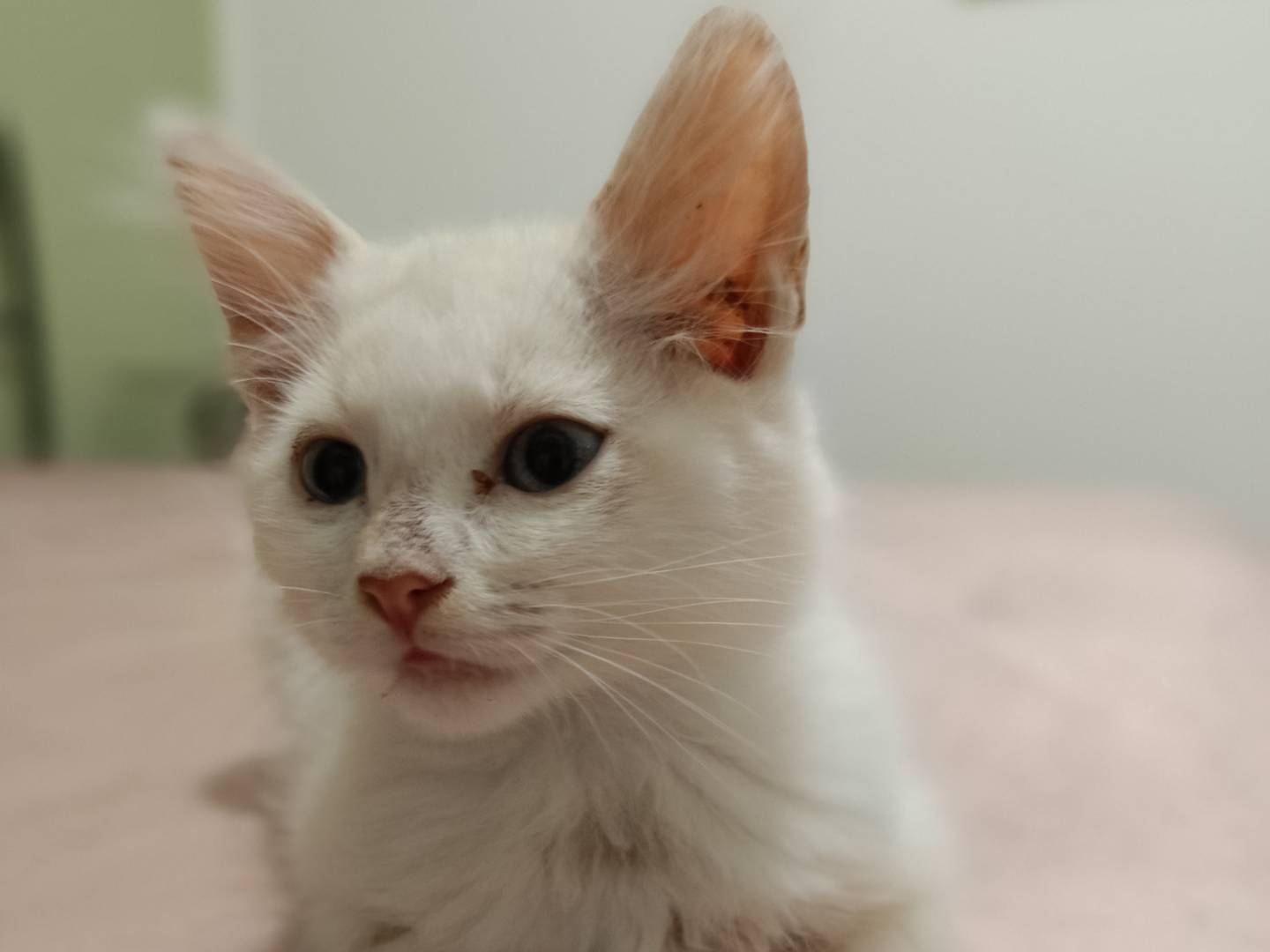 Vuoi adottare un gatto a Siracusa?