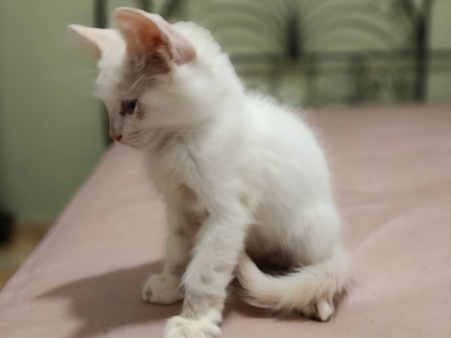 Adotta il gatto Cioby a Siracusa