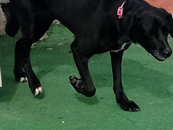 Vuoi adottare un cane a Cosenza?