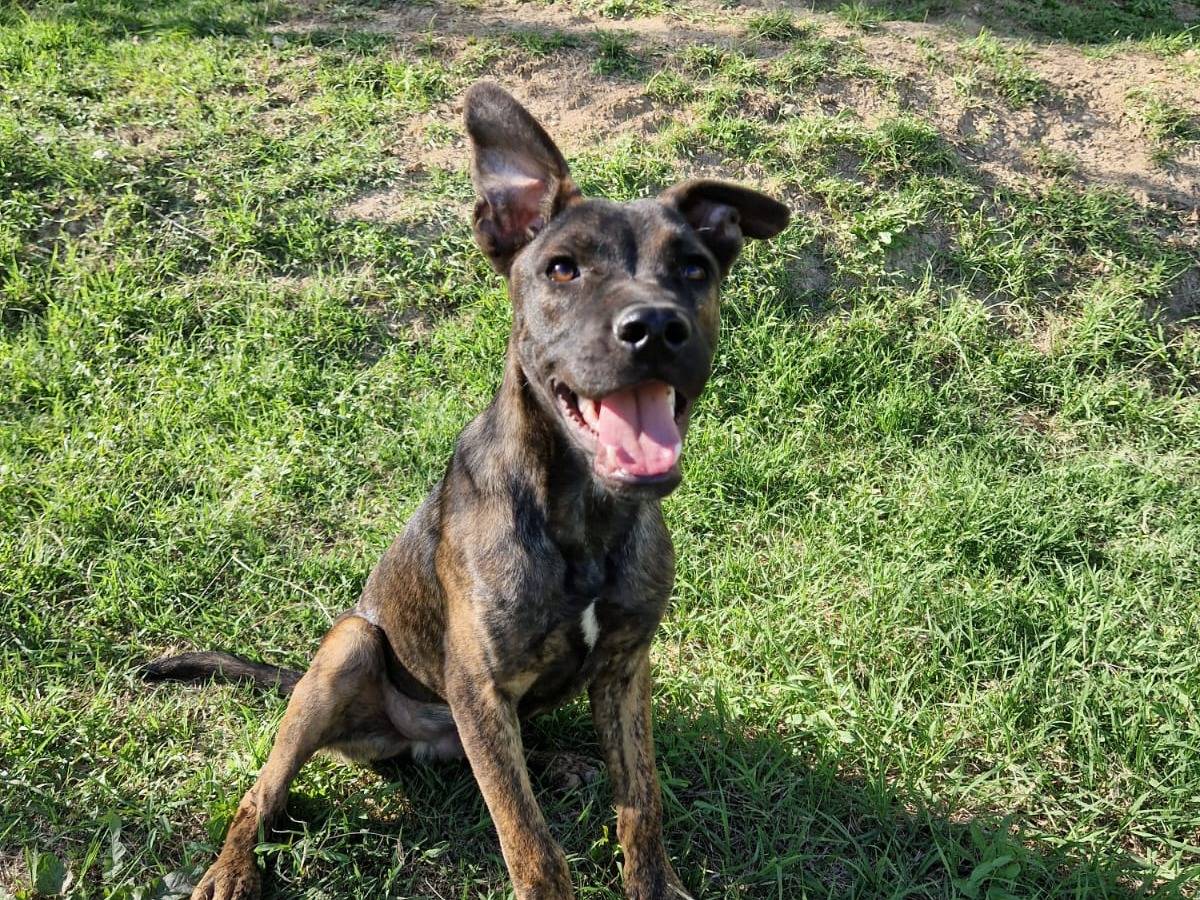 Adozione cane, maschio, Razza sconosciuta Razza sconosciuta, 7 mesi, taglia media, Frosinone