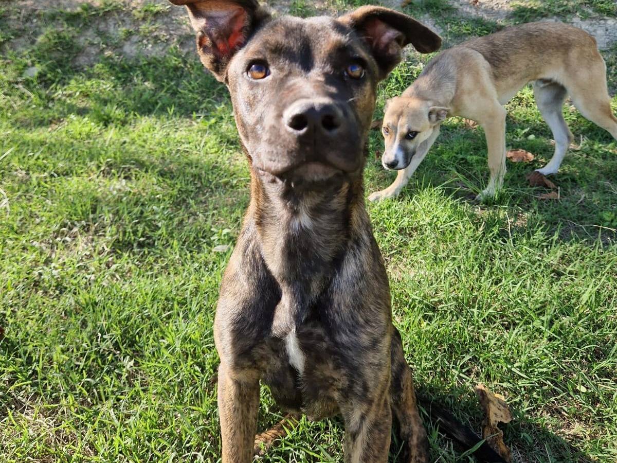 Adotta un cane, maschio, 7 mesi, Frosinone