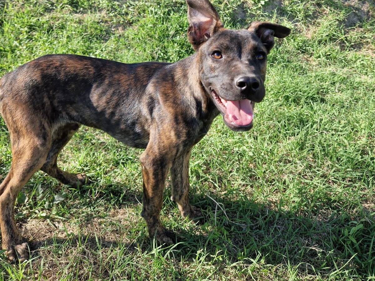 Adotta un cane, taglia media, maschio, Frosinone