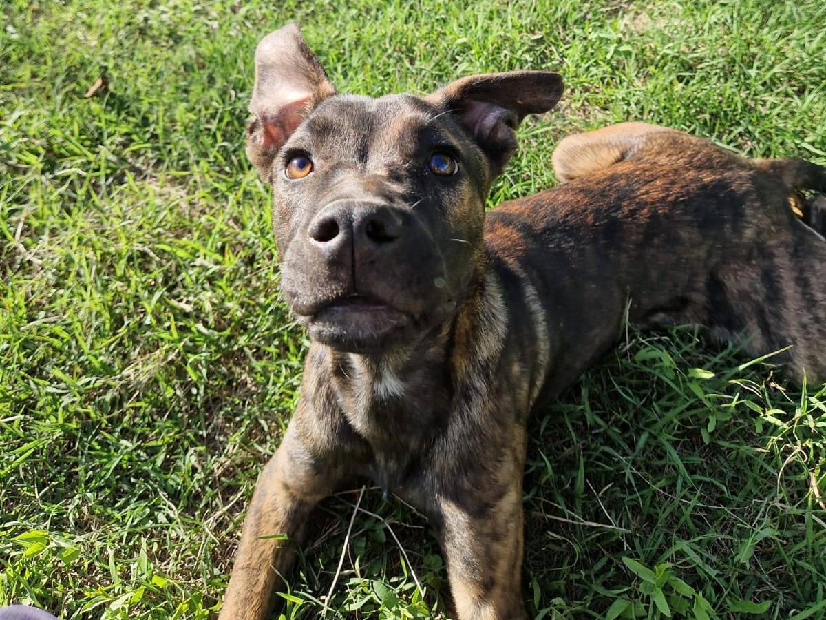 Vuoi adottare un cane a Frosinone?