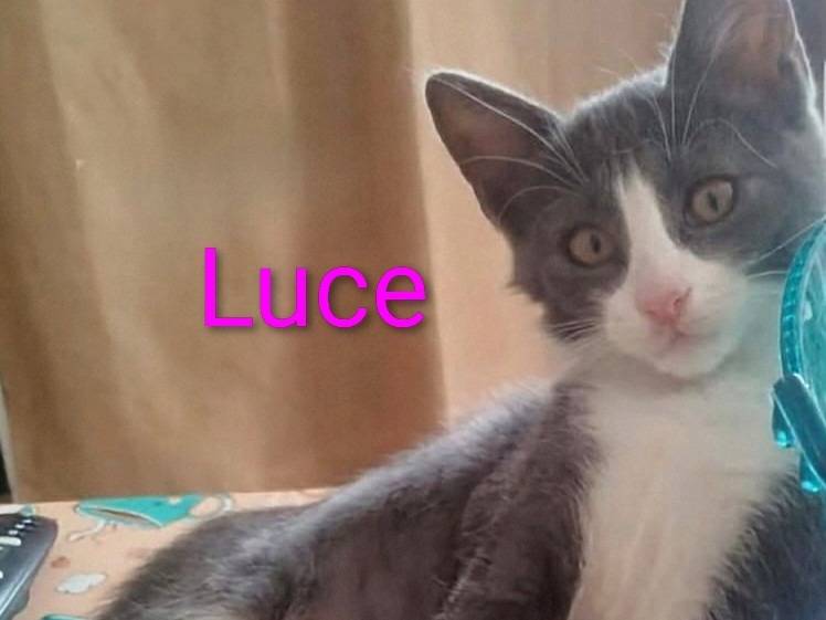 Adotta un gatto, maschio, 4 mesi, Torino
