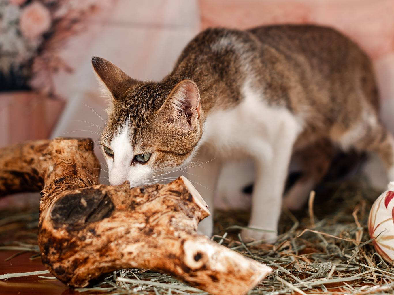 Vuoi adottare un gatto a Bari?