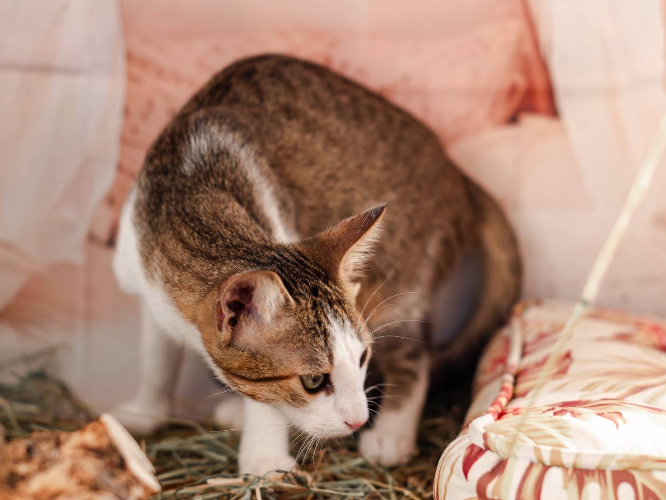 Adotta il gatto Peter a Bari