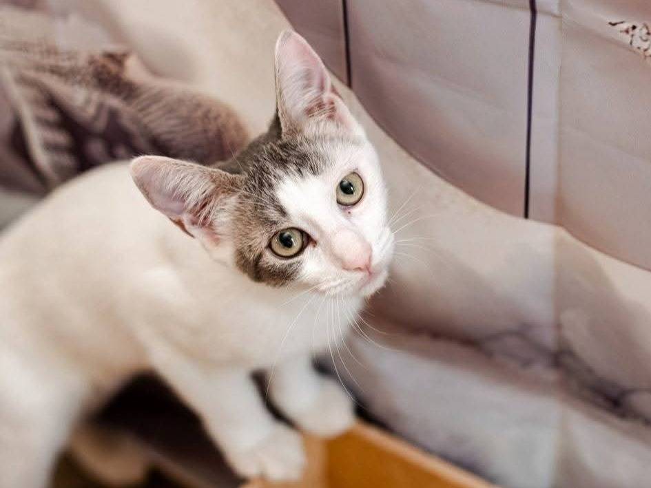 Adozione gatto, femmina, Razza sconosciuta Razza sconosciuta, 4 mesi, taglia non valida, Bari