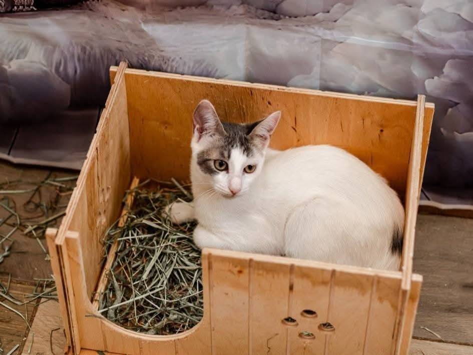 Adotta un gatto, taglia non valida, femmina, Bari