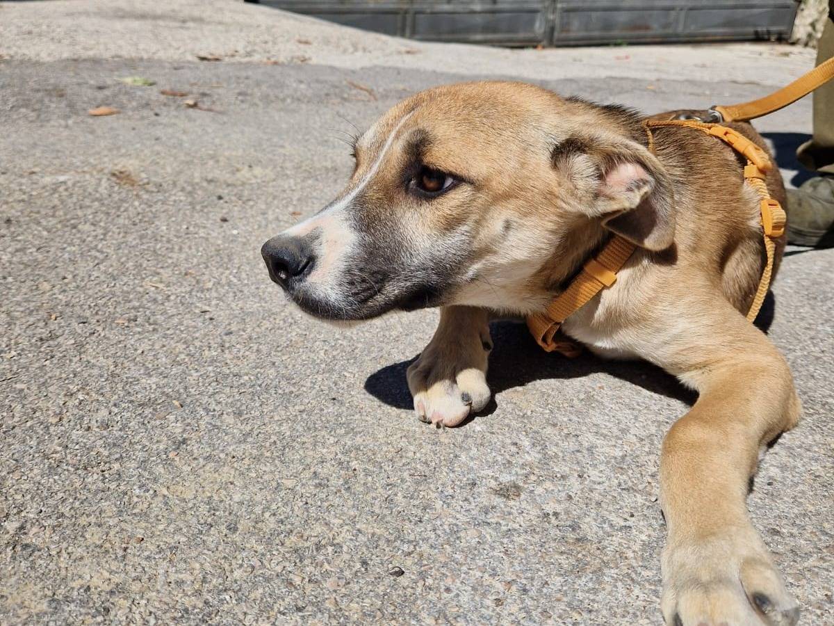 Adotta un cane, taglia media, maschio, Frosinone