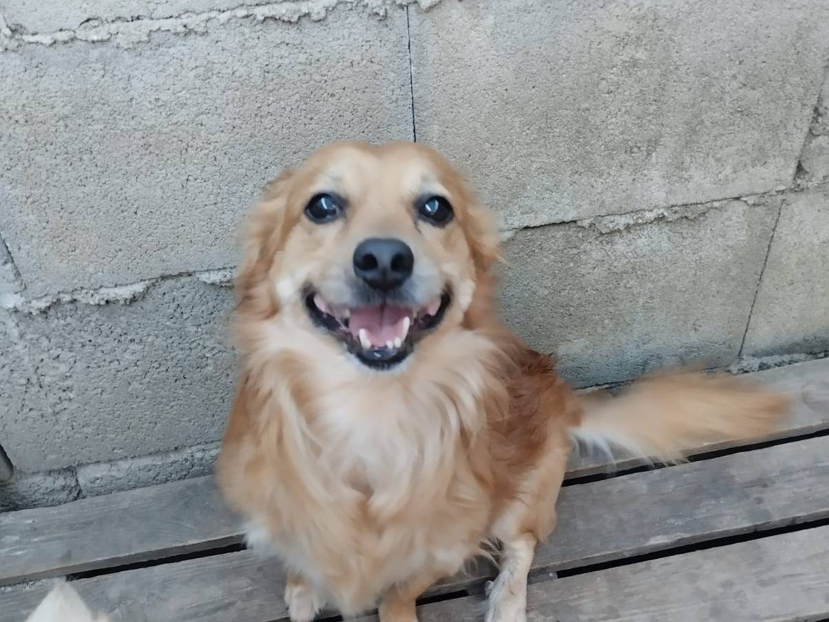 Adozione cane, maschio, Razza sconosciuta Razza sconosciuta, 3 anni e 10 mesi, taglia piccola, Napoli