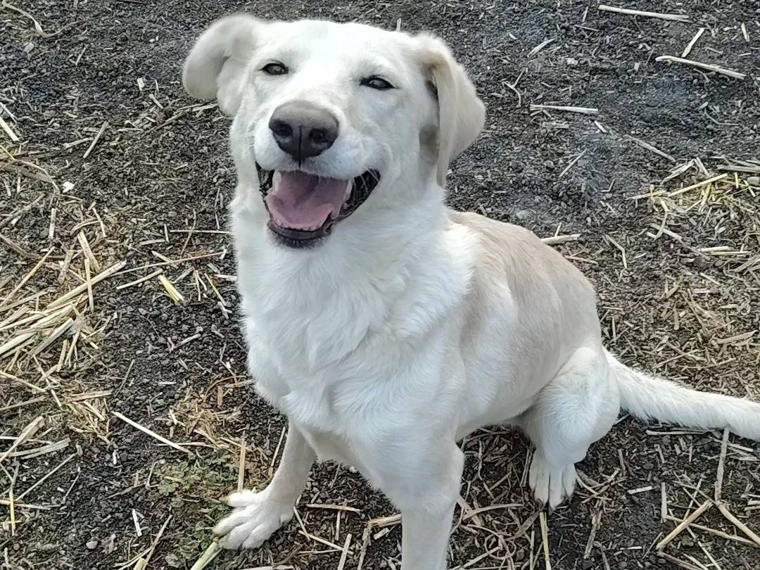 Adotta un cane, taglia media, femmina, Bergamo