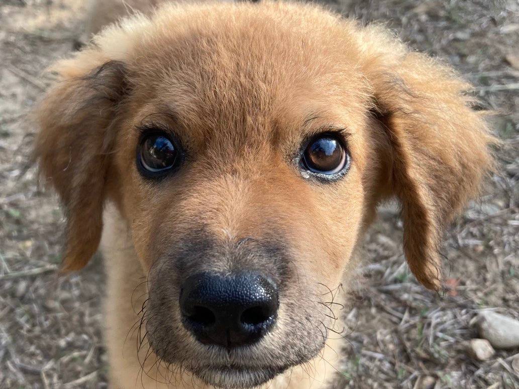 Adozione cane, maschio, Razza sconosciuta Razza sconosciuta, 2 mesi, taglia media, Sud