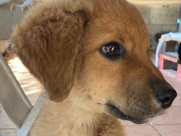 Adotta un cane, maschio, 2 mesi, Sud