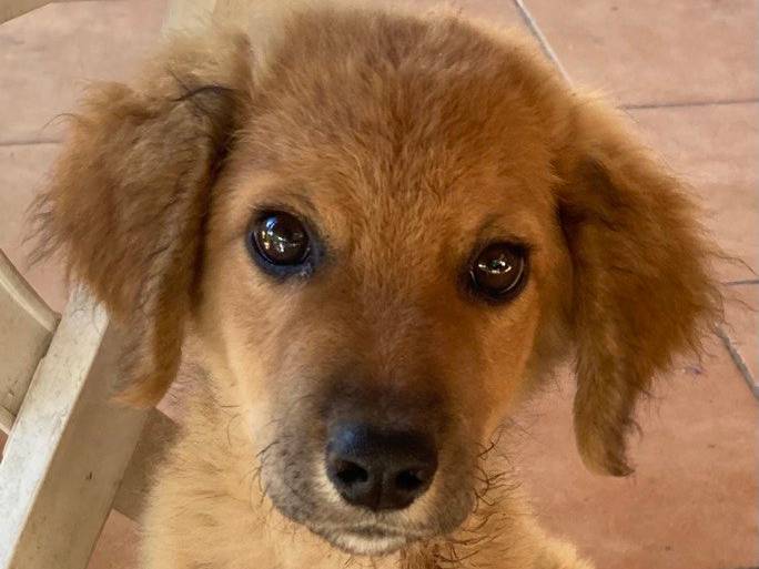 Adotta un cane, taglia media, maschio, Sud