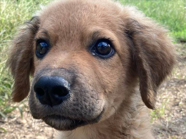 Vuoi adottare un cane a Sud?