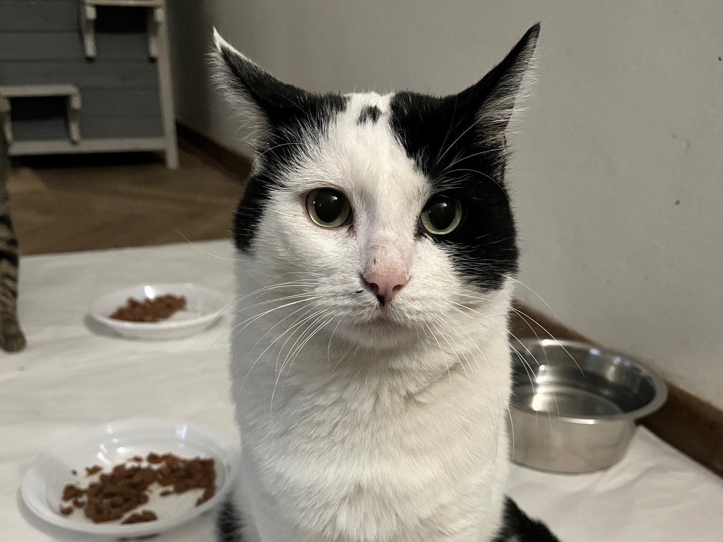 Adotta un gatto, maschio, 3 anni, Padova
