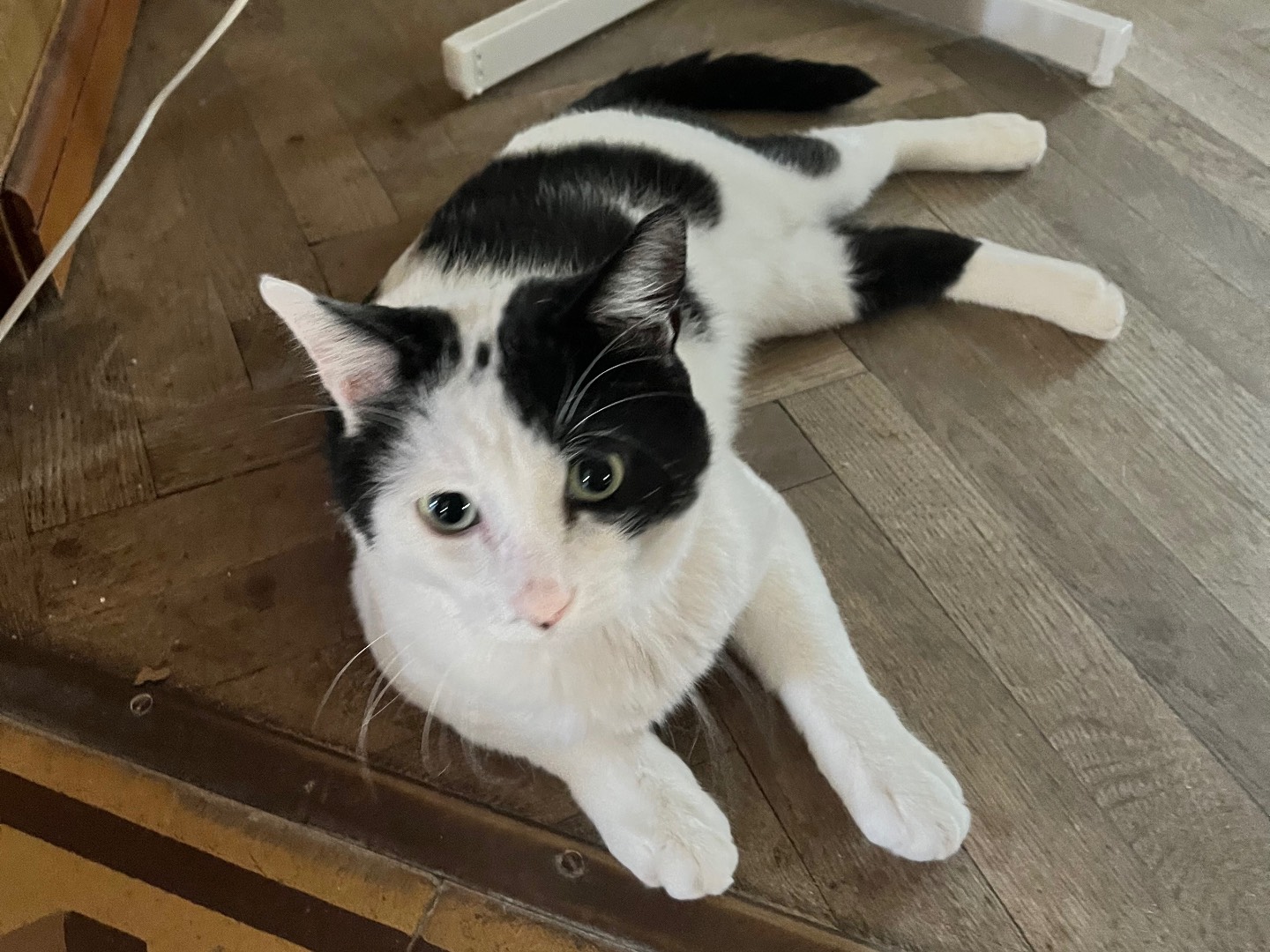 Adotta un gatto, taglia non valida, maschio, Padova