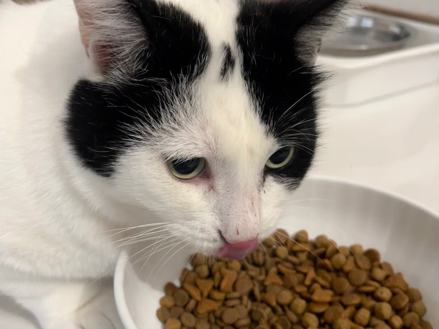 Vuoi adottare un gatto a Padova?