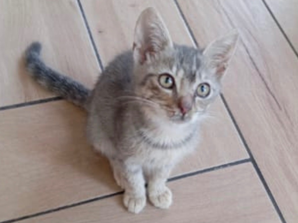 Adozione gatto, maschio, Razza sconosciuta Razza sconosciuta, 3 mesi, taglia non valida, Sassari