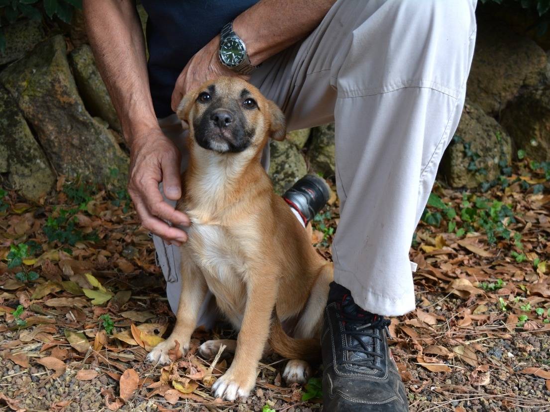 Vuoi adottare un cane a Roma?