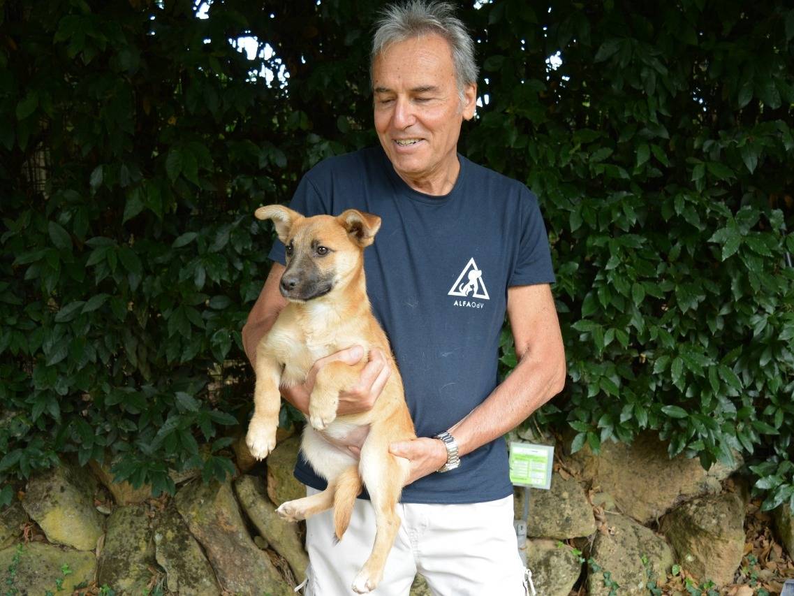 Adotta il cane Briarose a Roma
