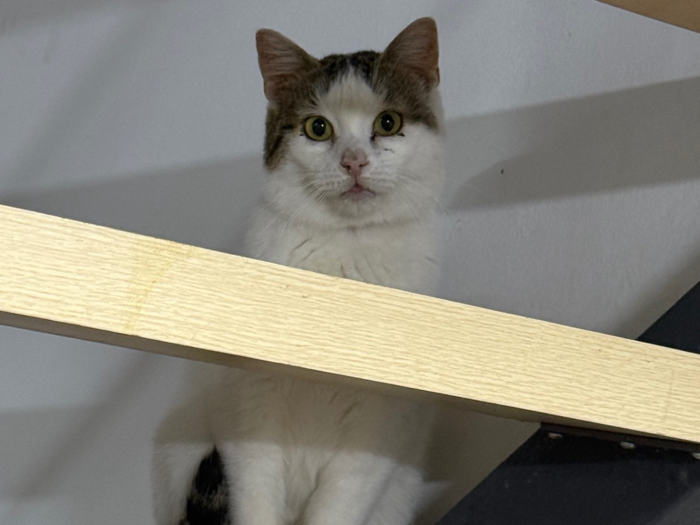 Vuoi adottare un gatto a Taranto?