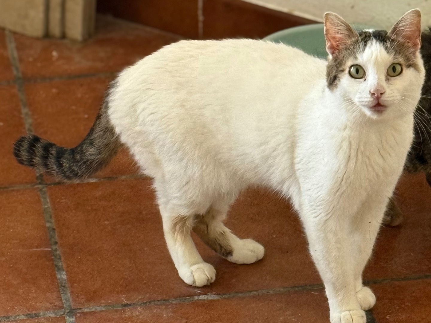 Adotta il gatto Theo a Taranto