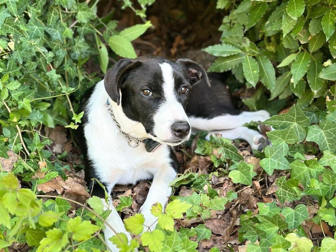 Adozione cane, femmina, Amstaff Razza sconosciuta, 1 anno e 8 mesi, taglia media contenuta, Taranto
