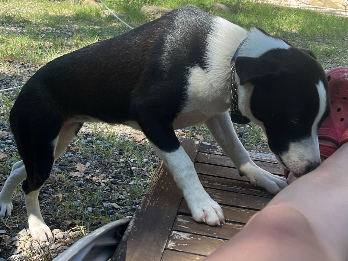 Adotta un cane, taglia media contenuta, femmina, Taranto