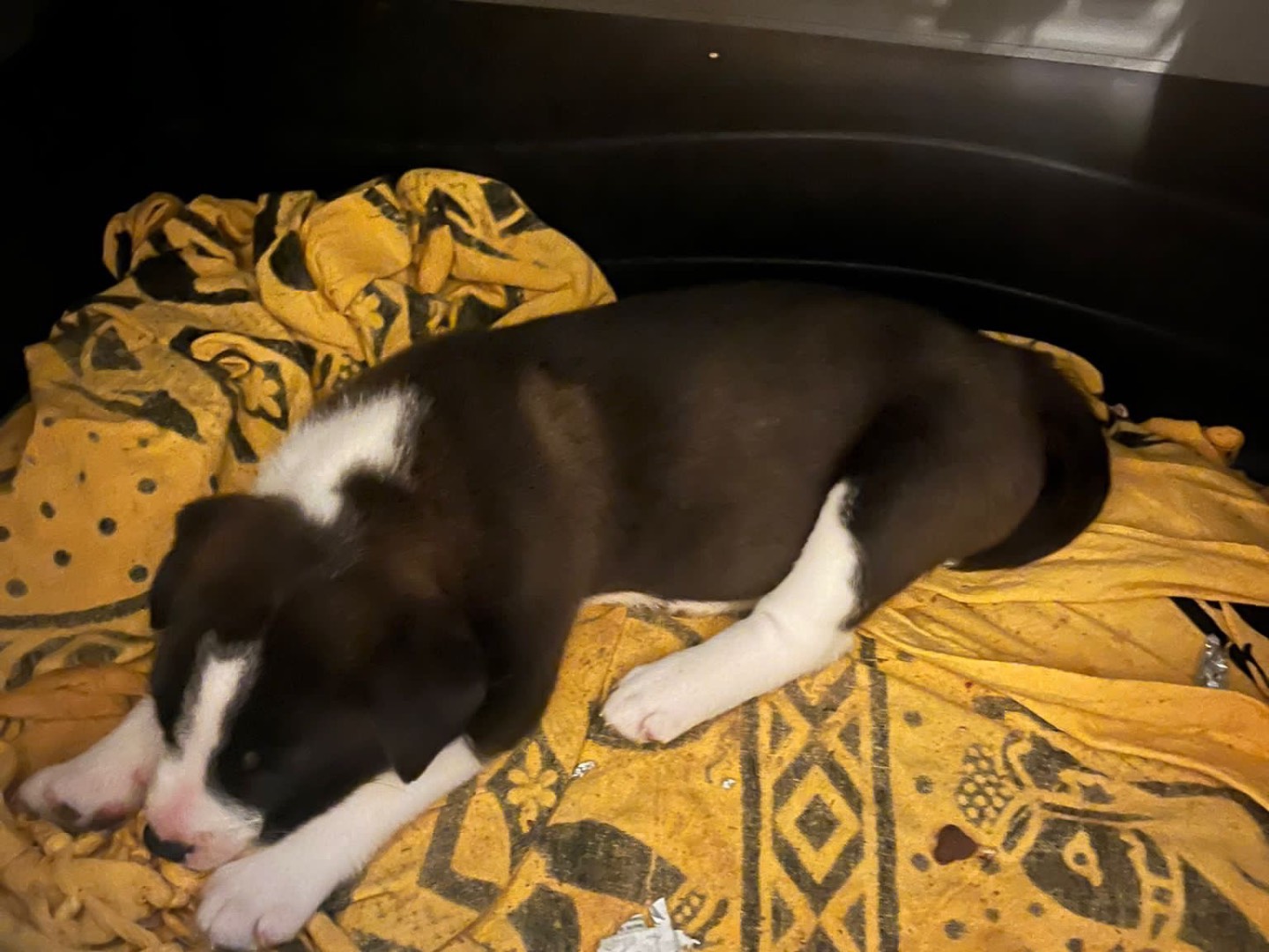 Vuoi adottare un cane a Taranto?